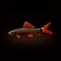 Red shark scavenger Golden Moss fish freshwater tank cleaning fish tropical fish ornamental fish tool fish garbage fish