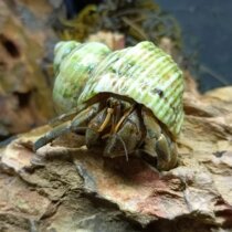 Grey White Pet Hosts Crab Living Strawberry Crab Ornamental Crab Freshwater Crab Land Crab Marine Crab General Clean Crab