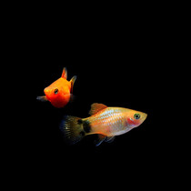 Mickey fish Peacock tropical fish zebra dog head ornamental group breeding small freshwater native cold water small goldfish live