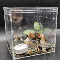 Pet hand crab live crab mini chili pepper crab hook watch crab river crab cold water acrylic feeding set