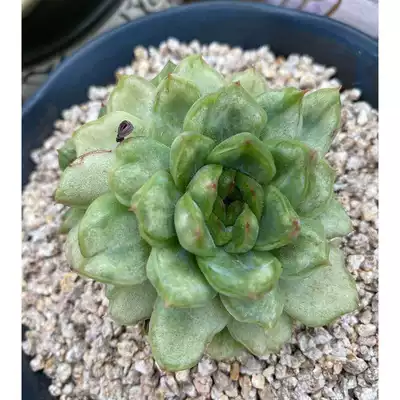 August 18th (No. 001-020) (South Korea fleshy live broadcast) Fairy Jingtian boutique Dongyun Lao