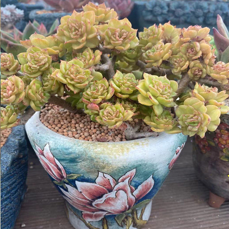 July 26 (No 081-No 100) (Korea meat live)Fairy Jingtian Boutique Dongyun old pile