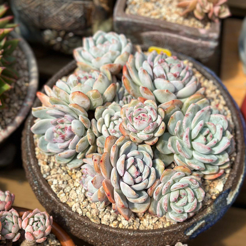 T0April 28 (041 - 060) (Korea Multimeat Live Broadcast ) Fairy Scenic Boutique Dongyun Pile