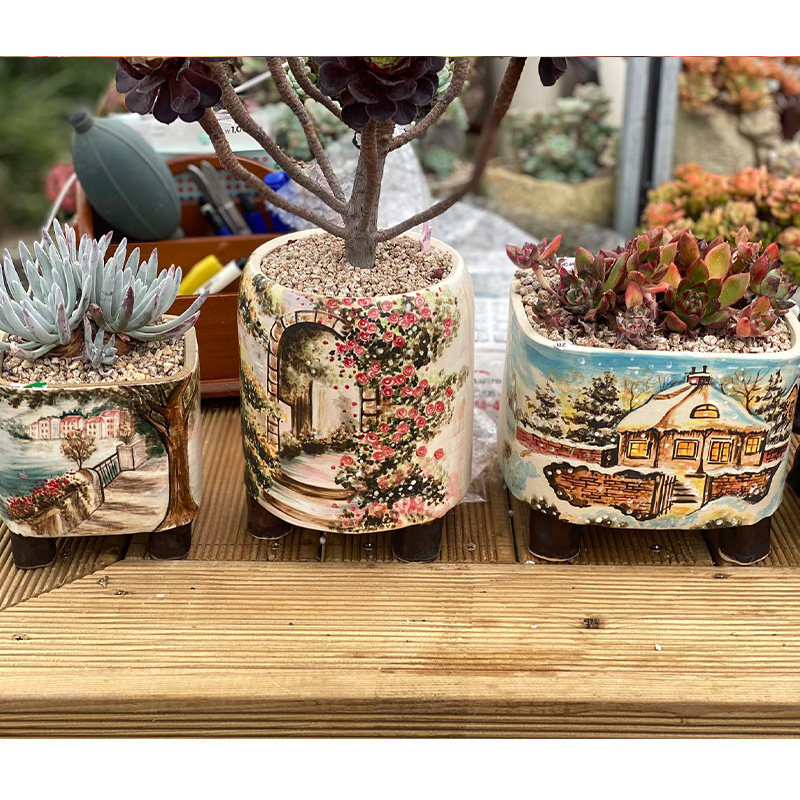 T11.29th (No. 141-160) (Korean succulent live broadcast) Fairy Sedum Boutique Dongyun Old Pile