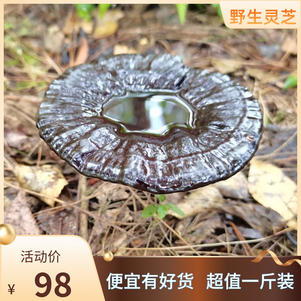 Wild black Ganoderma lucidum 500g Guizhou forest original ecological imitation wild planted Ganoderma lucidum dry goods one catty pack - Taobao