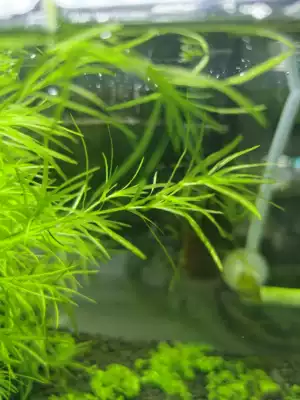 水族箱魚缸印度小竹節草中後景南美水青竹水草缸新手水草陰性竹子