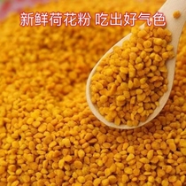 Fresh lotus pollen pure self-produced natural edible bee pollen first-class lotus pollen