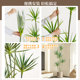 Light luxury living room simulation green plant dragon blood tree agave fake tree plant potted interior decoration floor-to-ceiling bonsai ornaments