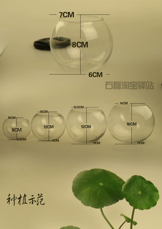 Bình thủy tinh Qihang chậu thủy canh chậu nước văn hóa tròn bóng bình thủy tinh bóng với giỏ cây cố định - Vase / Bồn hoa & Kệ