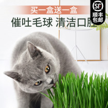 Cat grass seeds Catnip Cat snacks Hair spheroidizing hair cream Hydroponic cat grass potted soil seed planting set