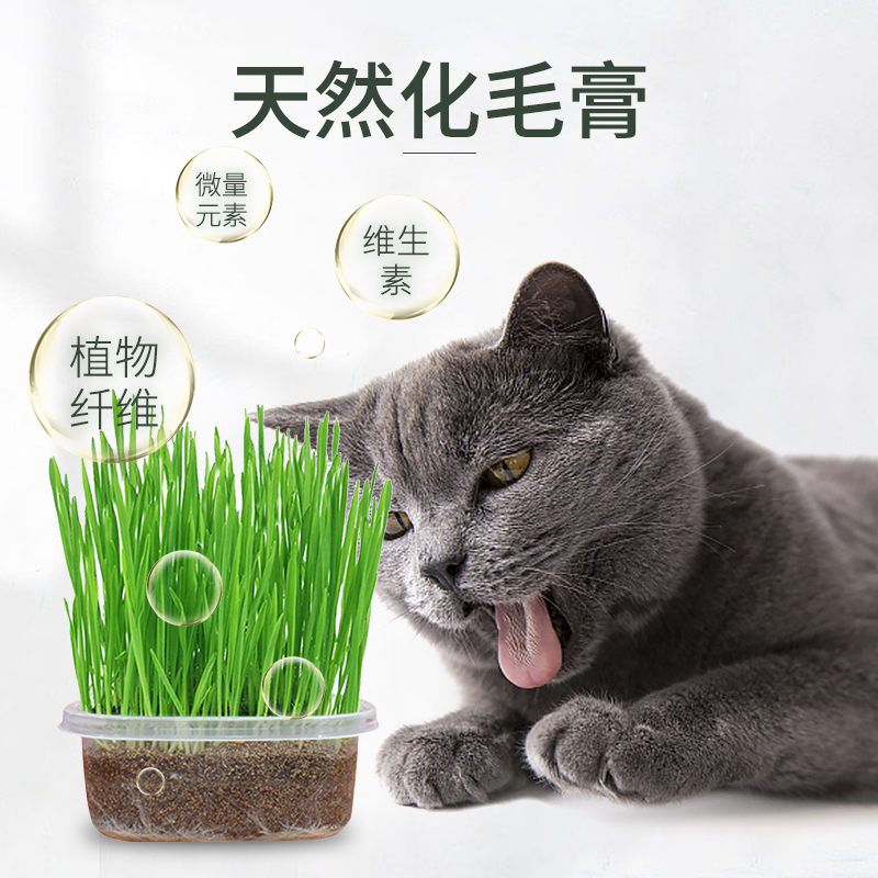 Cat grass seed water bacon box cat mint cat snacks to hair ballade hair cream cat grass potted seed planting box suit