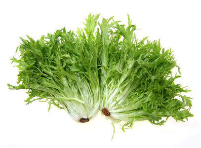 Fresh bitter chamomile leafy lettute wolverine lettule lettule vegetables salad Beijing-Tianjin-Hebei Arbitrary 6 pieces