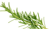 Fresh rosemary ROSEMARY 100g spice Beijing-Tianjin-Hebei Arbitrary 6 pieces