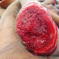 Sika deer antler blood 500ml plus wine to keep fresh Jilin wine ingredients high purity concentration mens nourishing and painstaking