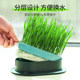 cat grass potted wheat seed tray seedless water cultured cat grass cat mint cat grass seed ອາຫານວ່າງແມວຫນຸ່ມ