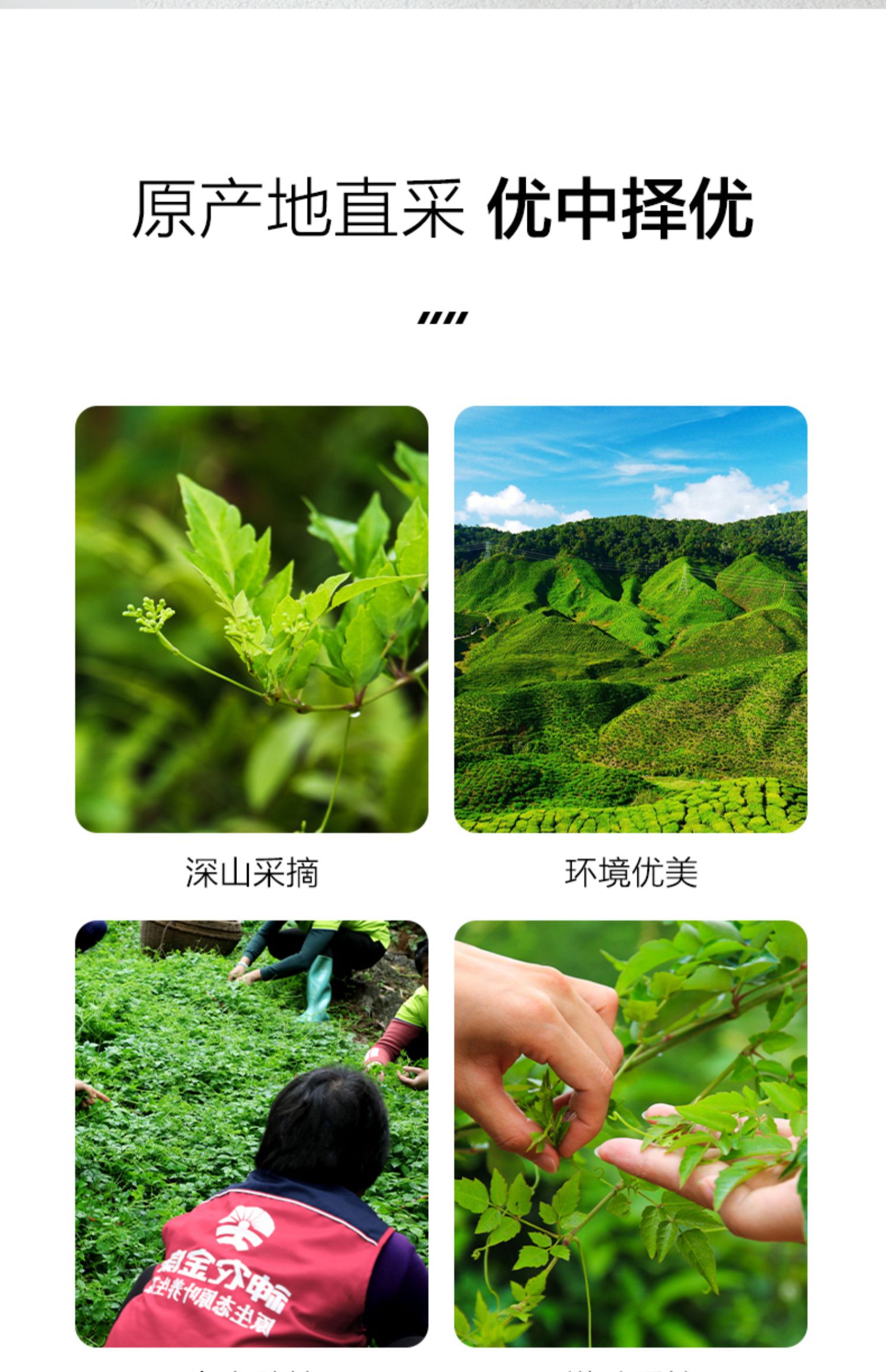 【草木方】莓茶特产级藤茶龙须芽尖