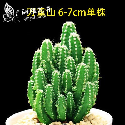 Multi-meat plant Wanheavy Mountain small potted flower Ball Cactus cactus radiation resistant to the side of the office computer
