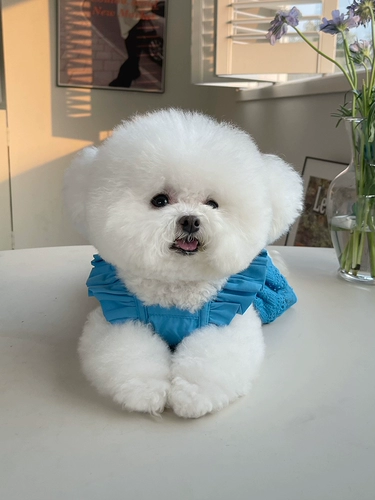 Одежда для домашних животных весна и летняя новая корейская рукавая кружевная юбка Тедди Бишон Медведь собака кошка Тонкая тяговая одежда