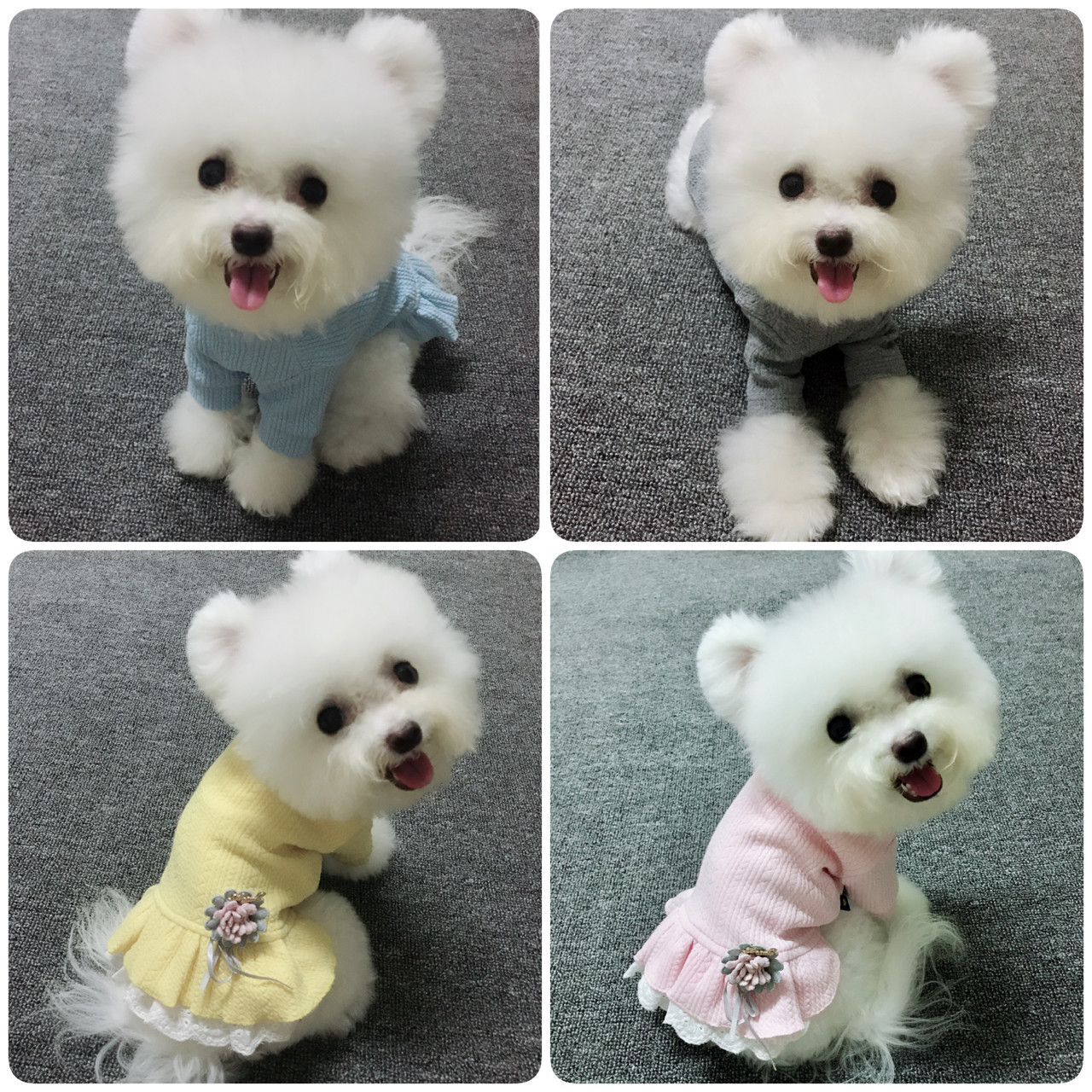 New pet clothes than bear teddy boggy clothing Candy Color Cute Princess Dress Spring Dress-Taobao
