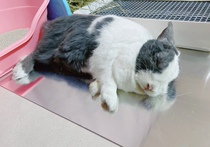 Meng Qiqi Jia Qiqi Same Custom Super Large Cold Plate Rabbit Totoro Summer Heat Cooling Artifact