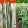 Cucumbers, beans, grapes, outdoor vegetable gardens, bamboo poles, indoor decoration, decorative fences, bamboo poles, size, thickness, thickness, thickness, thickness, thickness, thickness, thickness, thickness, thickness, thickness