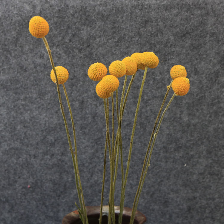 Yunnan Kunming Dry Flower Rose Rosary Rosary Golden Ball Full Star Flower Café Bouquet Living-room Hotel Swing Flower inserts
