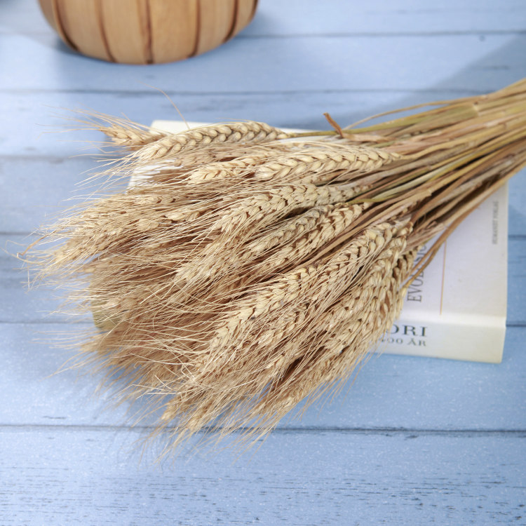 Natural primary colour wheat ears rice ears bread cake rice baking photoshoot Photographed Props Background
