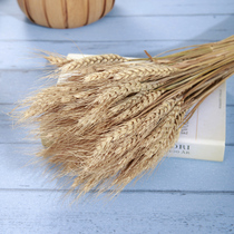 Natural primary color wheat ear Rice ear rice bread cake rice baking photography shooting photo props background