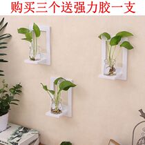 Plant wall hanging green Diola creative hydroponic glass vase Balcony decoration shop office hipster wall hanging