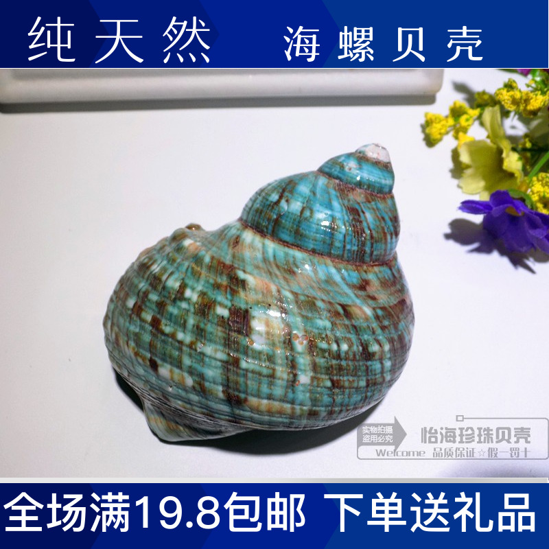 Natural Green Salads Spirosea Snail Shells Sea Starfish Green Salads Big Green Snail Aquarium Mediterranean Home Collection Pendulum