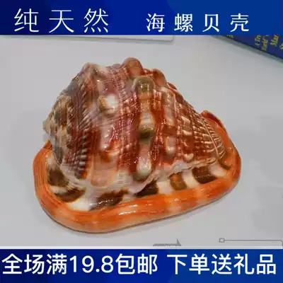 The world's four famous snails have a natural conch shell boutique conch home accessories collection