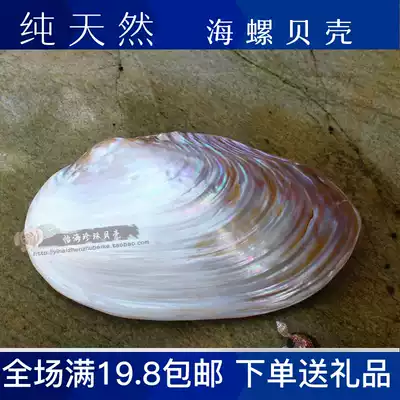 Pearl shell mussel natural shell conch ornaments home Mediterranean new product landscape coral decorative fish tank