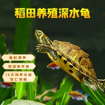 Rice field yellow ear deep water tortoise cold water longevity turtle ecological environment cultivation of donut pets eat fish dung