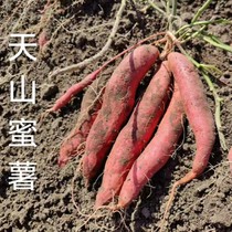 (Glacier No. 1) Authentic Xinjiang Shawan sweet potato selenium-rich honey Potato Sweet Potato Sweet Potato Sweet Potato Sweet Potato Sweet Potato