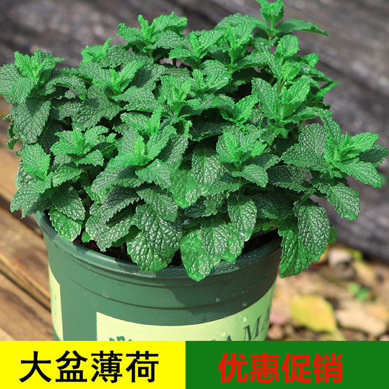 Mint pot Edible Fresh mint leaf pot Cool tea Vanilla for cold drink Indoor mosquito repellent plant