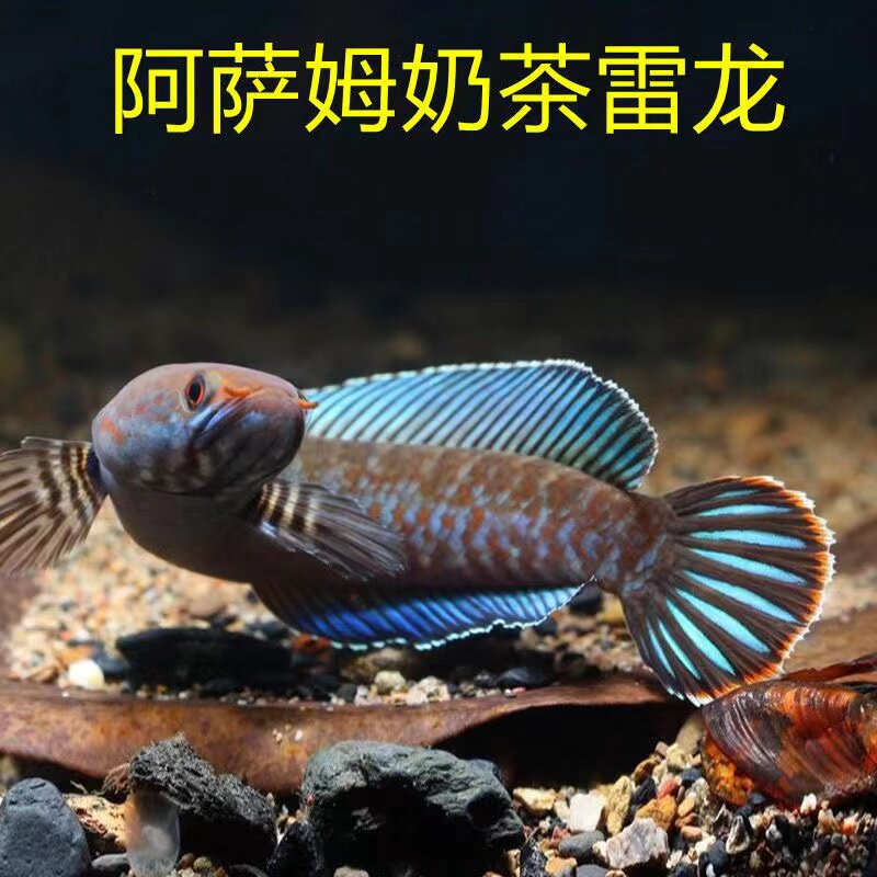 Assam Railong Fish Tea Leilong Golden Glasses Leilong Freshwater Fish Tropical Live Large Scarlet Fish