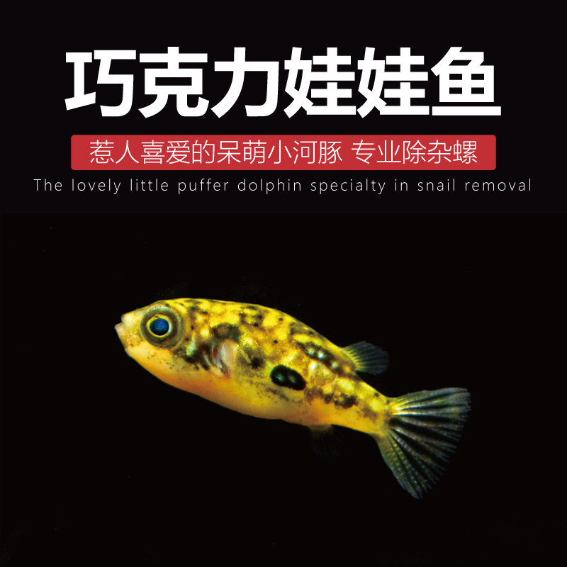 Fish tank Miscellaneous Snail Chocolate Eva Fish River Dolphin small freshwater living Worm Tropical Fish Ornamental Fish Pack Live