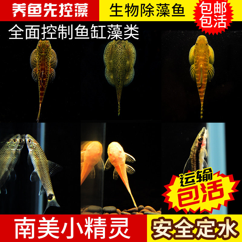 Golden Beard Fish Except Green Algae Silk Tool Fish Small Elf Black Thread Small Monkey Gold Moss Grass Cylinder Living Cold Water Big Sail