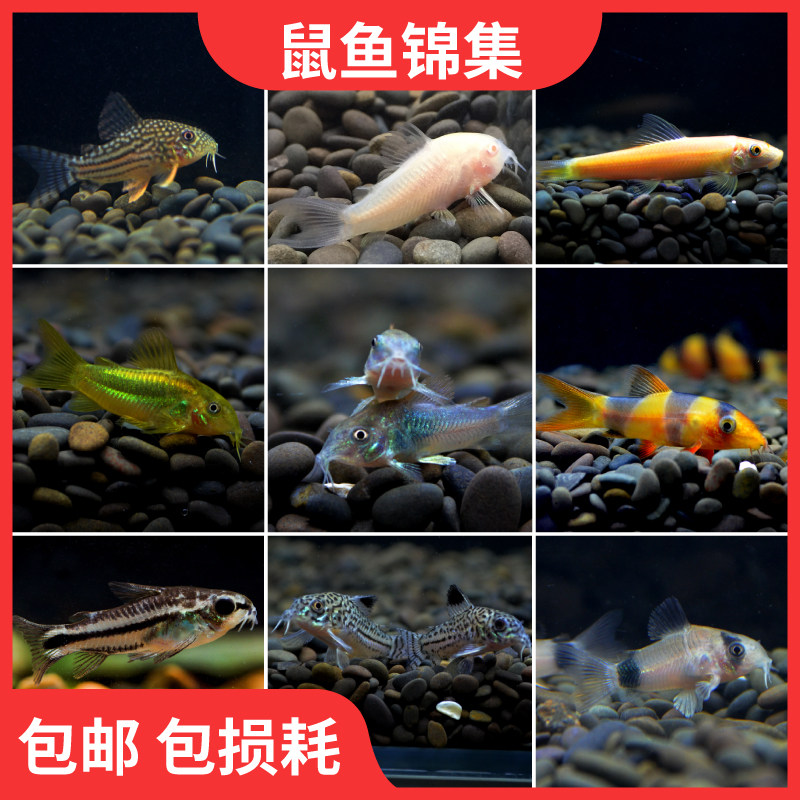 Benthic Rat Fish White Rat Panda Golden Wings Pearl Rat Tropical Pet Living Frescoed Red Sail Rat Fish Golden Thread Rat