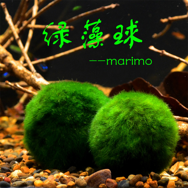 Green Algae Balls water grass into the cylinder Scape Living Aquatic Grass cylinder Scape Eco ball Aquarium Building 2 only