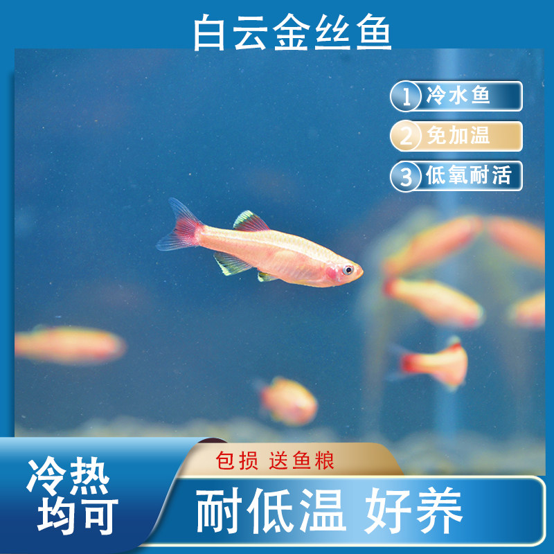 Cold water fish white cloud golden silk fish red gold silk gold silk without warm green medaka-resistant living body freshwater light fish native fish