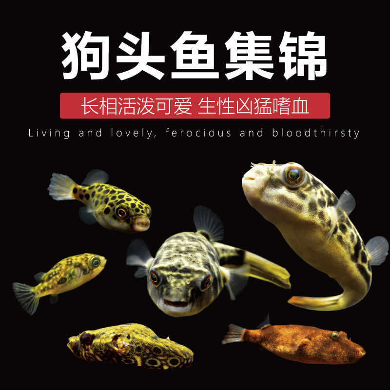 Zebra Kennel Head Fish Diving Boat Fish Chocolate Doll River Dolphin in Freshwater Kirin Tropics Eat Clubfish Ornamental Fish