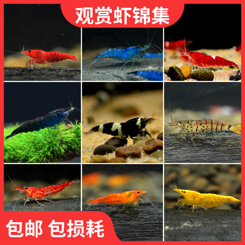 Ornamental shrimp black shell shrimp extremely fire shrimp cherry shrimp glass shrimp large river algae shrimp crystal shrimp live pet shrimp algae removal shrimp
