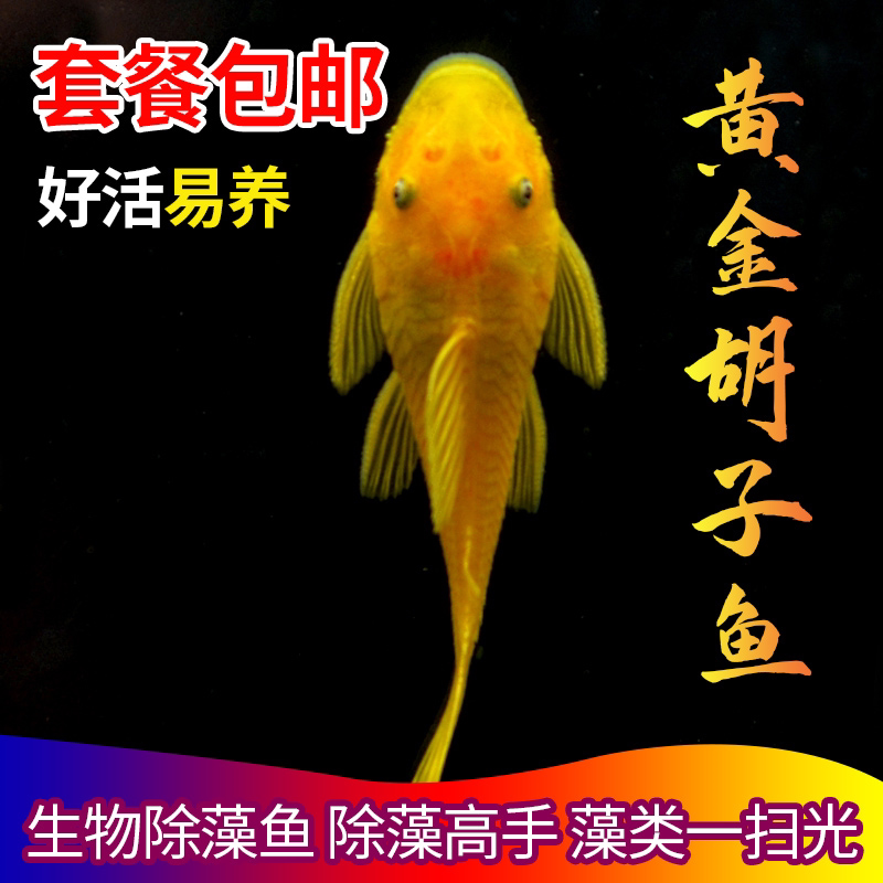 Gold Blue Eyed Beard Freshwater Silk Algae Hairy Algae Cleaning Fish Tank Tropical Fish Big Sails Bag Loss Trash Fish Scavenger