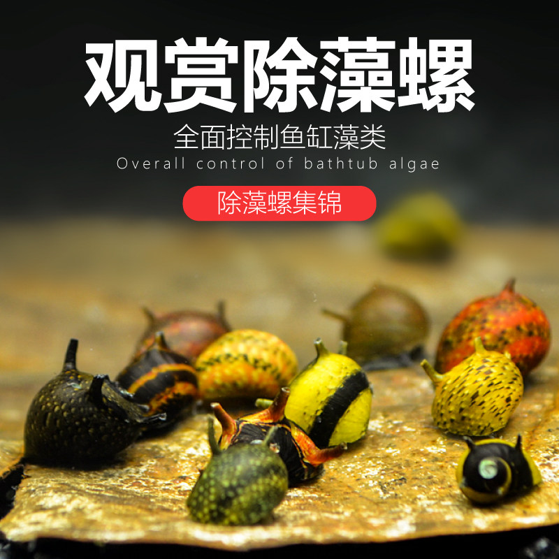 Ornamental snail live algae removal snail tool snail bee horn snail abalone snail onion snail zebra snail black King Kong killer snail