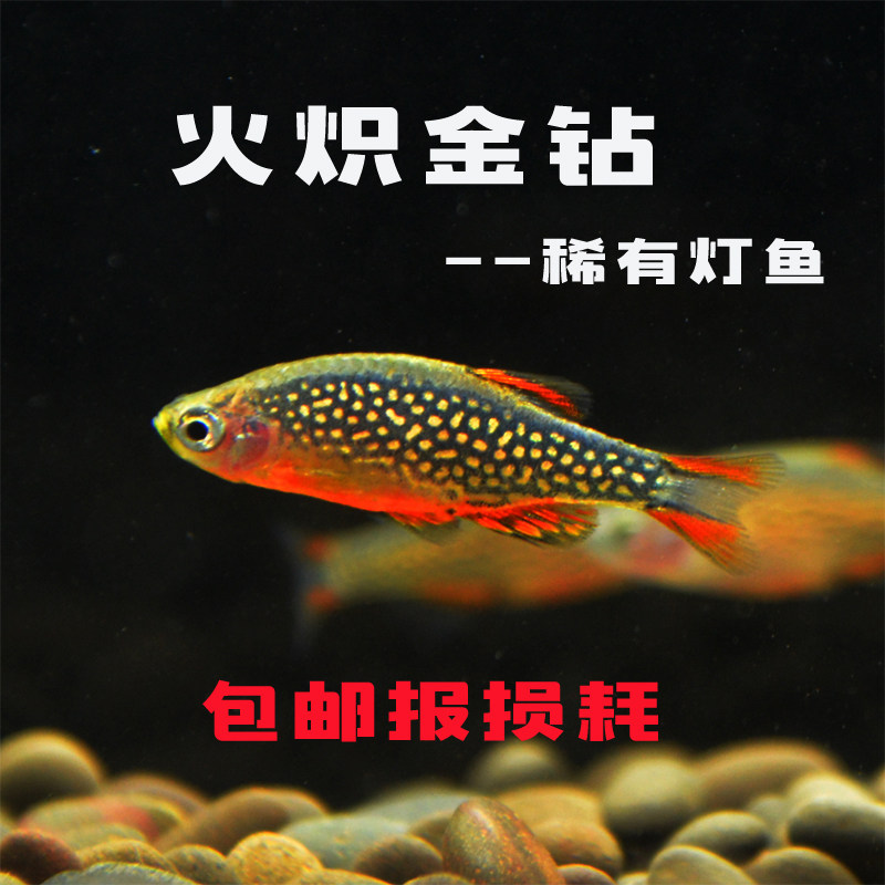 Fire-blazing gold diamond galaxy zebrafish tropical fish freshwater living ornamental fish group swimming fish lanidae small fish package live
