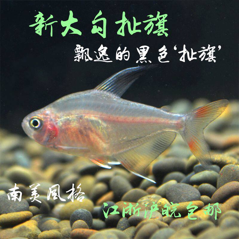 New Great Ticking Flag Fish Living Rip Flag Fish Rip Fin Fish Garlasina Big Tick Off Flag Tropical Ornamental Fish Red Rip Flag
