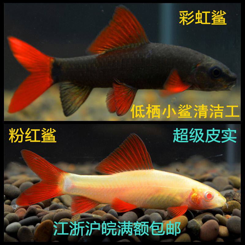 Low-dwelling cleaner tropical fish live freshwater fish meal Red Shark rainbow shark rat fish feed ornamental fish