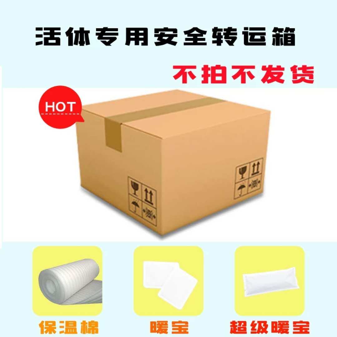 Tropical Fish Winter Summer Ice Bag Exclusive Thermal Insulation Box Express Packing Box Pat Living Bag Live Packet Loss