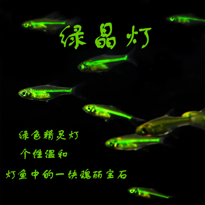 Living Spectator Light Corfish Green Crystal Light Green Light Group Cruise Straw Cylinder Glass Transparent Small Pokfish
